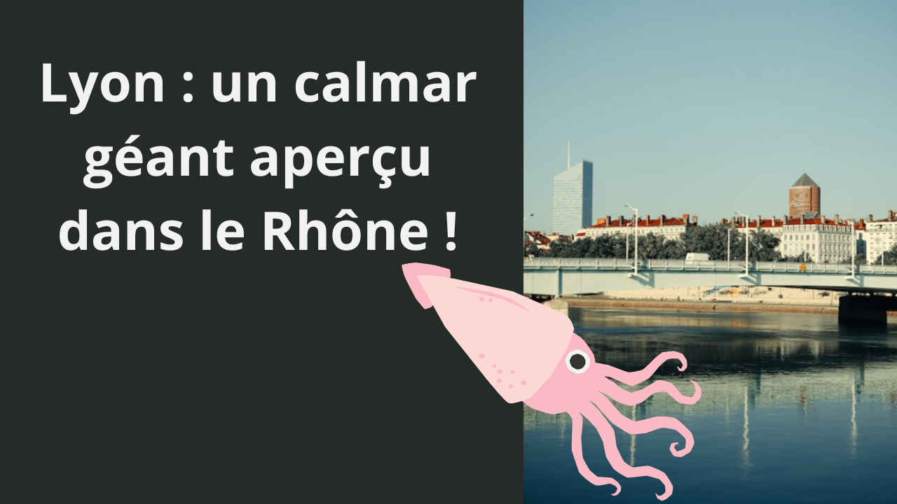 Lyon un calmar géant aperçu dans le Rhône