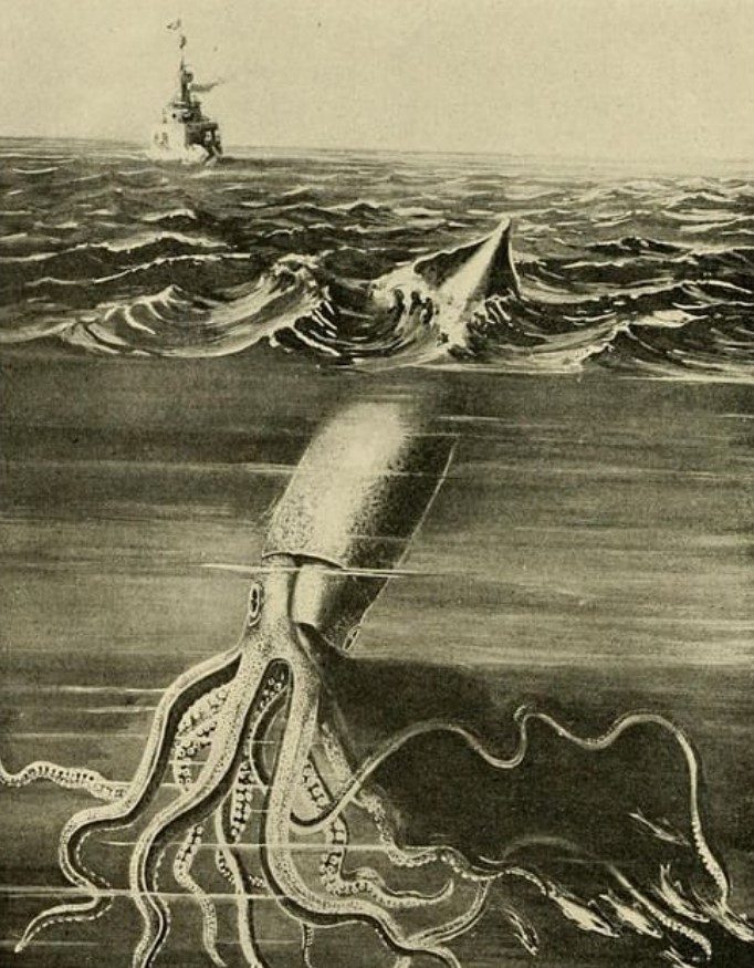 Illustration du calmar géant