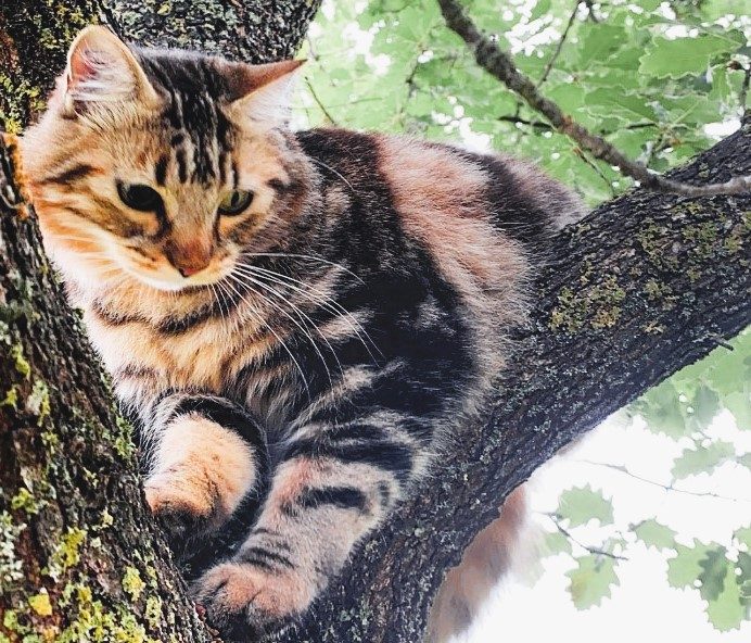 chat-coince-arbre-lyon
