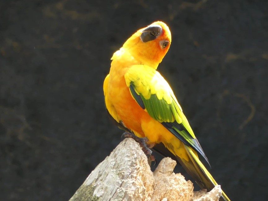 parc-aux-oiseaux-lyon