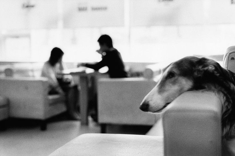 © Erwitt / 2007 Séoul, Dog Café
