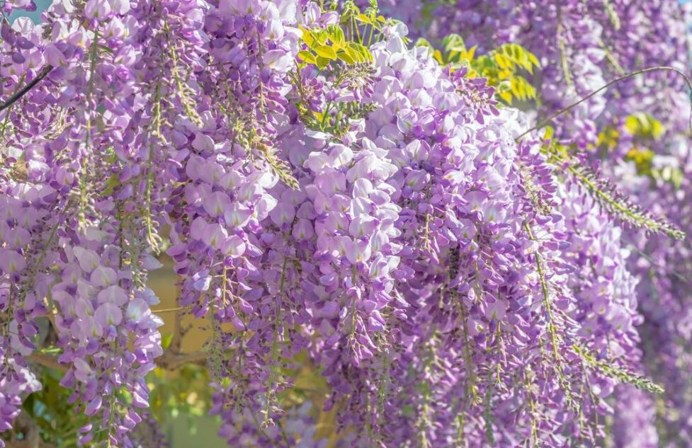 festival-des-glycines-lyon-2026